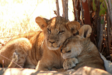 Mdonya Lion Cubs