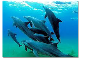 Pdo Dolphins Pic46