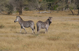 Zebra Near Manzew