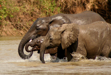 Selous Elephants4