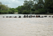 Selous Hippos Rufiji River1