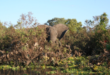 Rufiji Boat Safari Elephant2