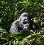 Ug Gorilla, Bwindi Forest