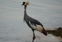 Ug Grey Crowned Crane Uganda