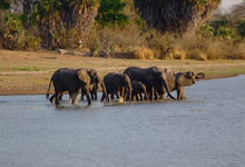 Lake Manze Elephants (9)W