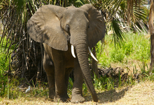 Lake Manze Elephants (12)W
