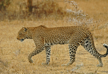 Selosu Leopardw