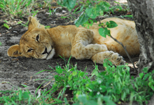 Selous Lion Cubw
