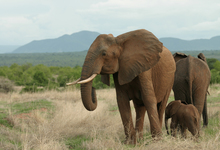 Ruaha Elephants Rains2