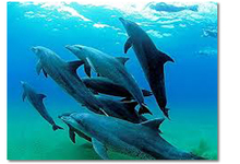 Pdo Dolphins Pic46