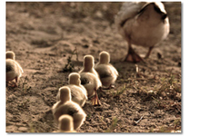 Pdo Ducklings Pic18