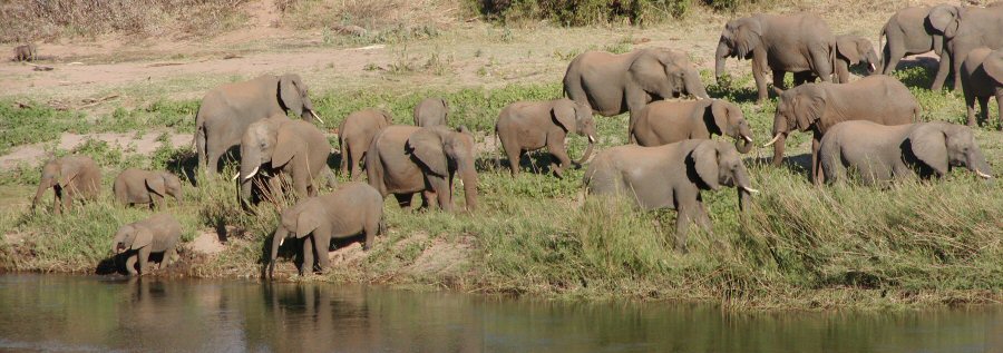 View Elephant Herds with frontiertours