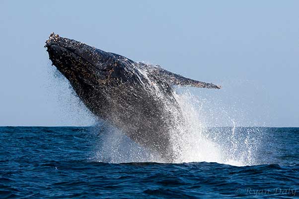 Sardine Run Snapper Whale