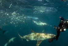 Sadine Run  Shark Diver 05